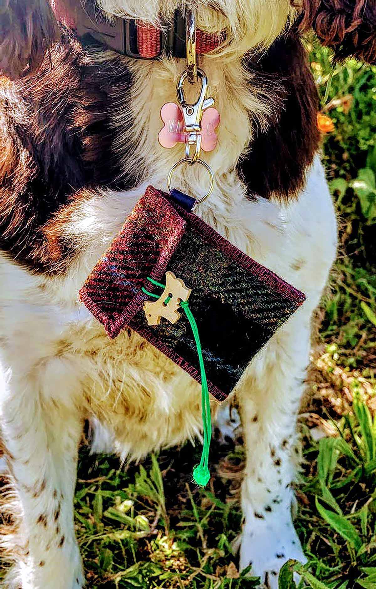 dog with pouch attached to collar