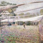 Eric Ravilious 1903-1942: Strawberry Nets