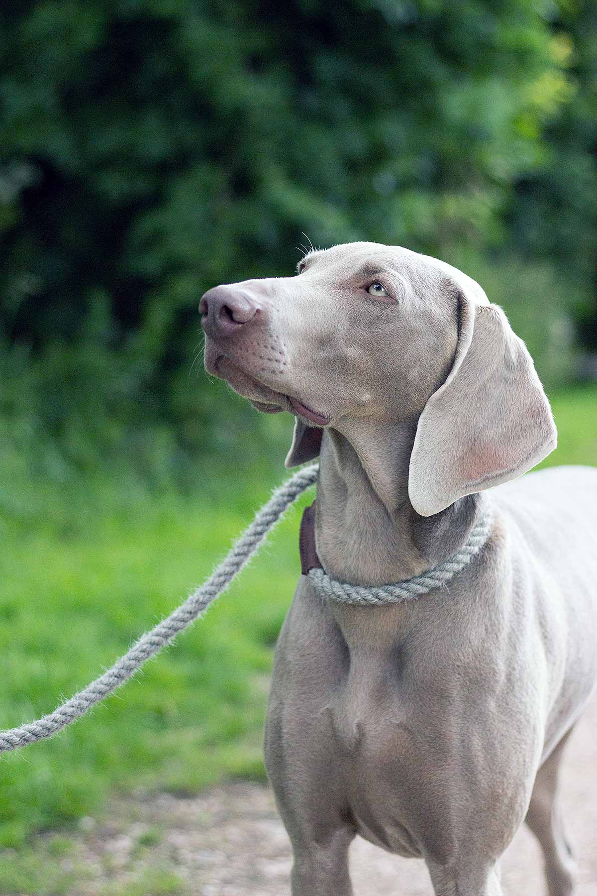 dog wearing lead in garden