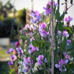 sweet peas tied in row