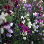sweet peas in flower