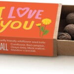 an open matchbox containing seedballs