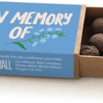 open matchbox containing seedballs
