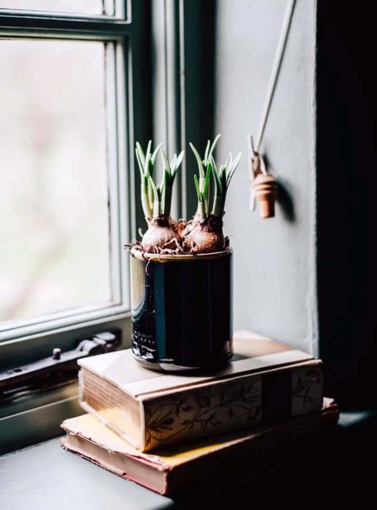 dark-glass-plant-pot plant pot planted with bulbs on a stack of books on a window sill